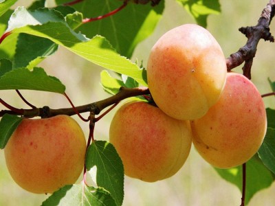 杏树苗 红丰甜杏树苗批发 味道棒 珍珠油杏树苗价格 裕丰实地看货起苗