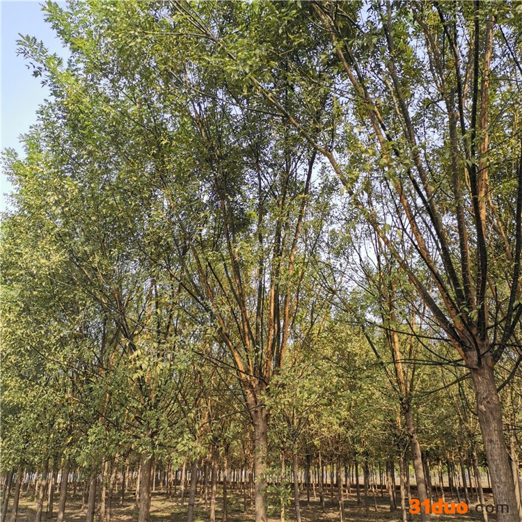 绿化国槐树苗 行道树国槐树苗 庭院国槐小苗长期销售