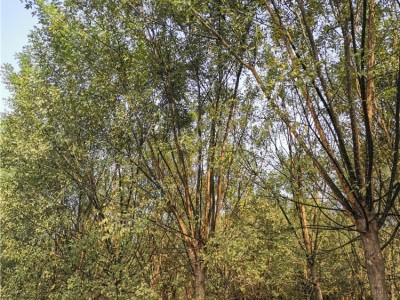 绿化国槐树苗 行道树国槐树苗 庭院国槐小苗长期销售