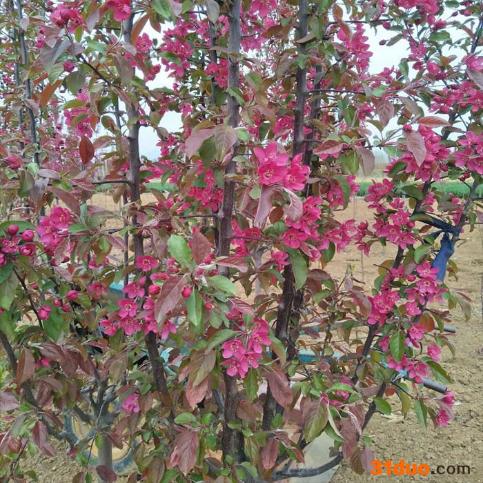 海棠树苗_垂丝海棠_庭院耐寒植物别墅风景树_西府海棠绿化树苗