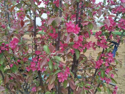 海棠树苗_垂丝海棠_庭院耐寒植物别墅风景树_西府海棠绿化树苗