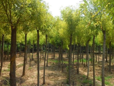 国槐苗 国槐树苗 速生国槐苗 洋槐树苗 洋槐树 洋槐苗 国槐小苗