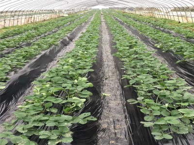 双季红树莓草莓树苗树莓苗黄红树莓苗南方北方盆地栽果树苗草莓苗