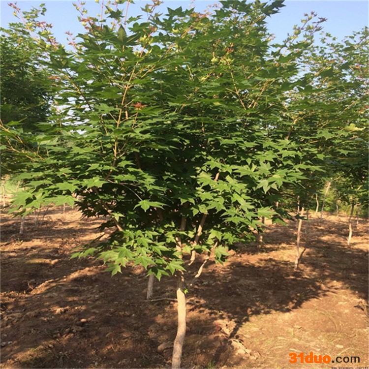 五角枫种植 五角枫树苗 树苗销售