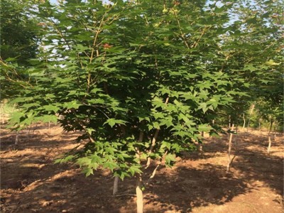 五角枫种植 五角枫树苗 树苗销售