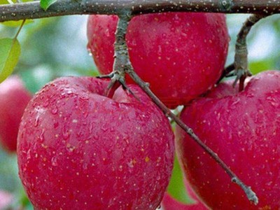 常年供应寒富苹果苗 易管理 易采摘 05 08 1公分苹果树苗 红肉苹果树苗 矮化苹果苗价格