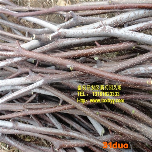 冬枣树苗 直销枣树苗