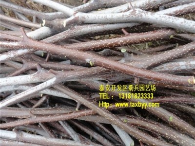 冬枣树苗 直销枣树苗