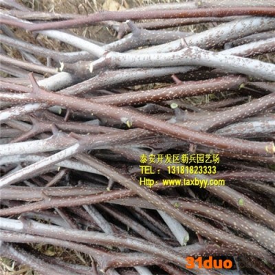 冬枣树苗 直销枣树苗