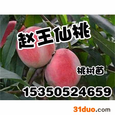 邢台桃树苗价格_赵王仙桃_梨树苗
