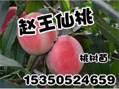 邢台桃树苗价格_赵王仙桃_梨树苗