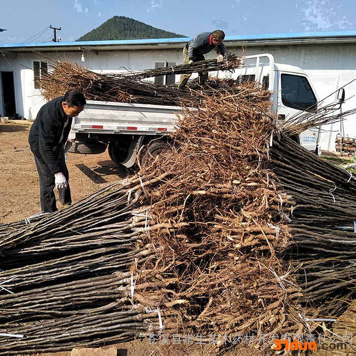 常生 翠冠梨苗 梨树苗基地 根系发达梨苗 嫁接梨树苗 抗病丰产梨苗 各类绿化苗 种类齐全果树苗厂家 梨子树苗