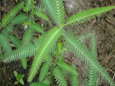 泰安凤宇 **皂角树苗 皂角树苗批发 基地直销