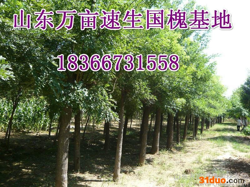 供应国槐法桐白蜡合欢垂柳栾树树苗批发大中小齐全国槐树苗