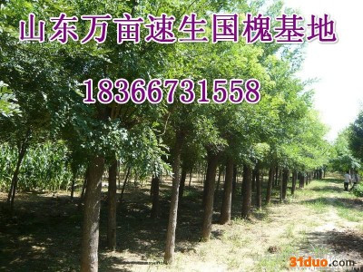 供应国槐法桐白蜡合欢垂柳栾树树苗批发大中小齐全国槐树苗