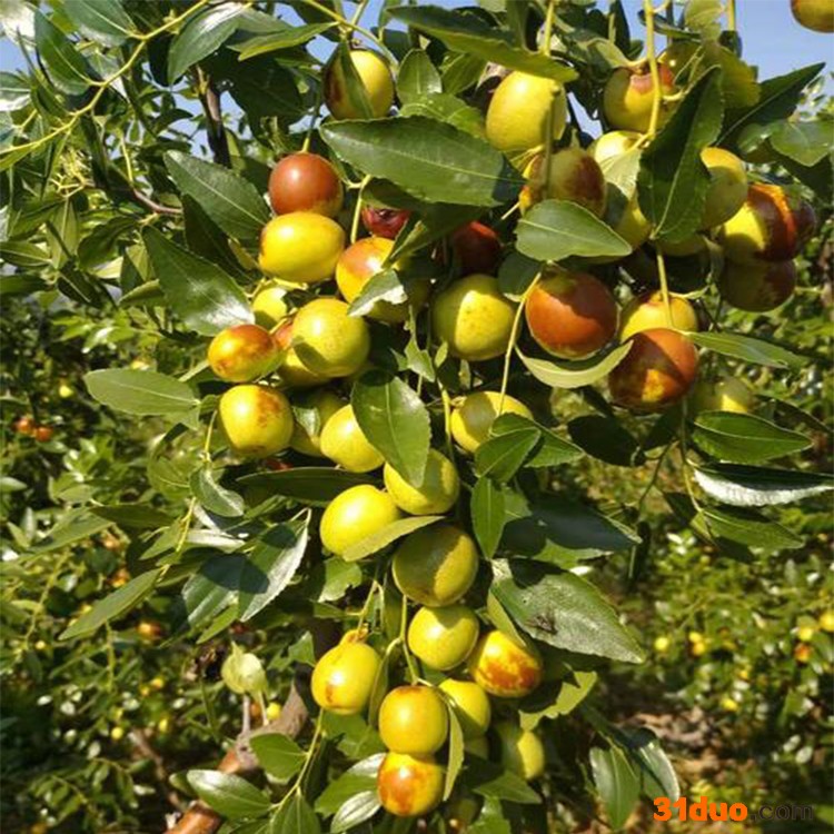 枣树苗 冬枣树苗价格实惠 3公分枣树苗批发 裕丰保湿运送