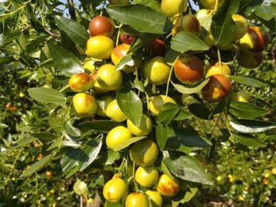 枣树苗 冬枣树苗价格实惠 3公分枣树苗批发 裕丰保湿运送