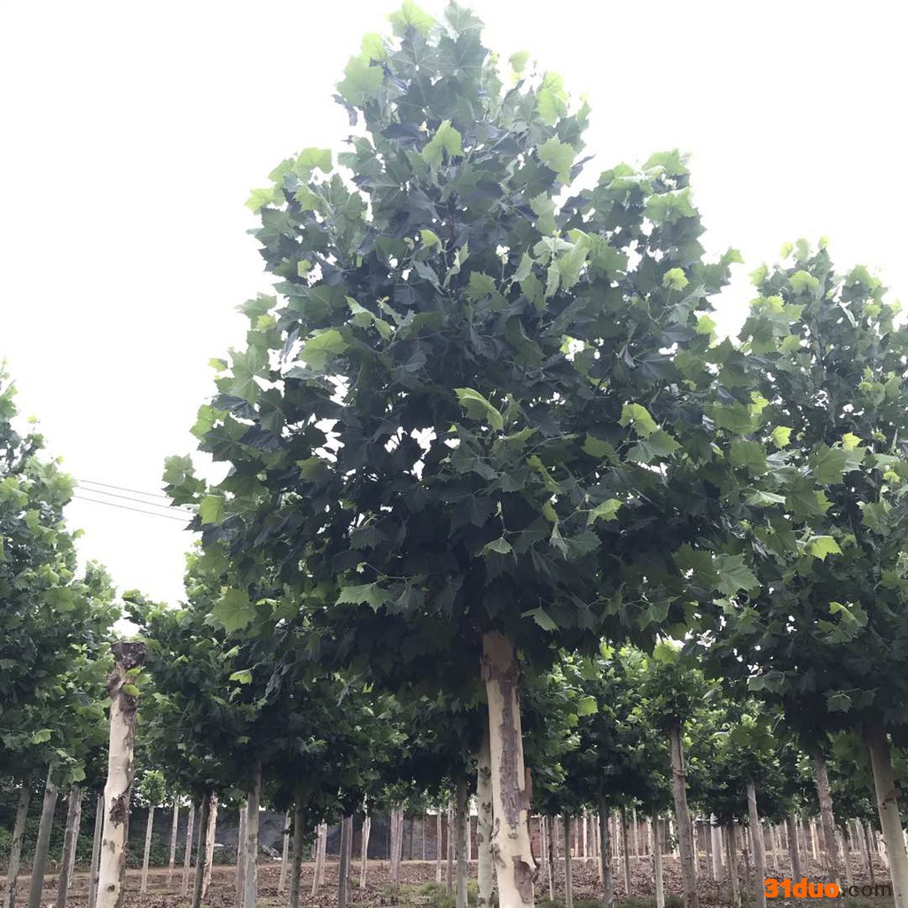 园林法桐树苗 绿化法桐树苗 行道树法桐基地出售