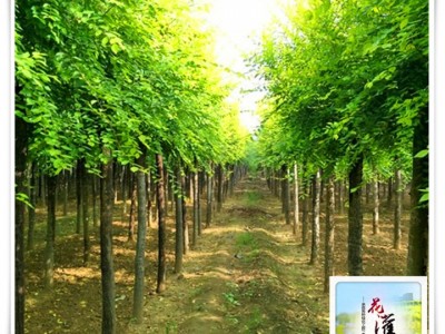 金叶榆产地_金叶榆树苗_金叶榆的价格