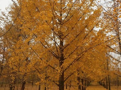 银杏树 25公分银杏树 银杏树苗 批发银杏树 银杏树苗 银杏树价格 25公分银杏树价格 厂家直供 量大价优