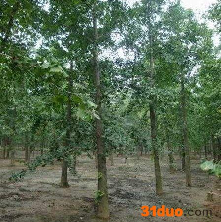 厂家直供银杏树 银杏树苗 银杏小苗 35公分银杏树 35公分银杏树批发 银杏树价格