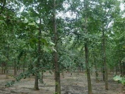 厂家直供银杏树 银杏树苗 银杏小苗 35公分银杏树 35公分银杏树批发 银杏树价格