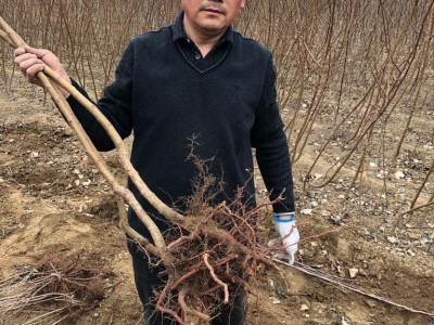 **杏树苗，丰园红杏树苗，珍珠油杏树苗