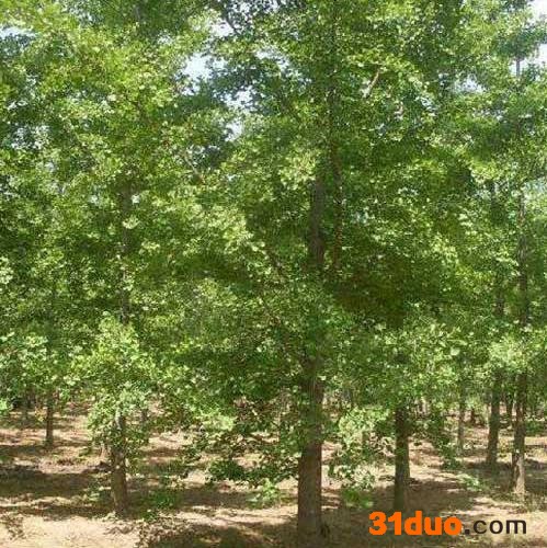 专业苗木供销社 销售多规格 银杏树 银杏树苗 银杏小苗 量大价优 银杏树价格 22公分银杏树  22公分银杏树价格