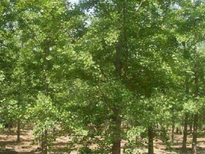 专业苗木供销社 销售多规格 银杏树 银杏树苗 银杏小苗 量大价优 银杏树价格 22公分银杏树  22公分银杏树价格