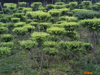 安徽池州辽宁金叶榆树苗基地 树苗金叶榆 郄氏苗圃场