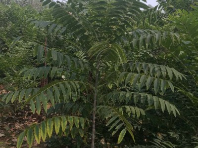 香椿树苗扦插     紫香椿树苗