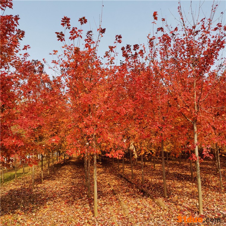 园林红枫 红枫扦插小苗 绿化红枫树苗山东