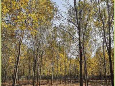 白蜡景观树苗 行道树白蜡 庭院白蜡长期供货