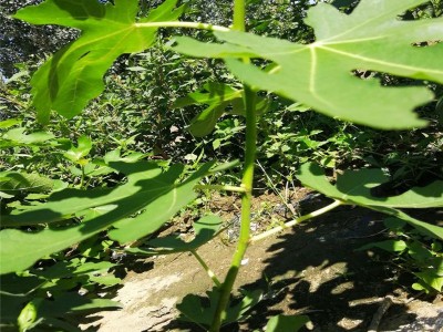 融熹 基地直销多种无花果树苗 规格齐全无花果树苗 盆栽地栽无花果树苗