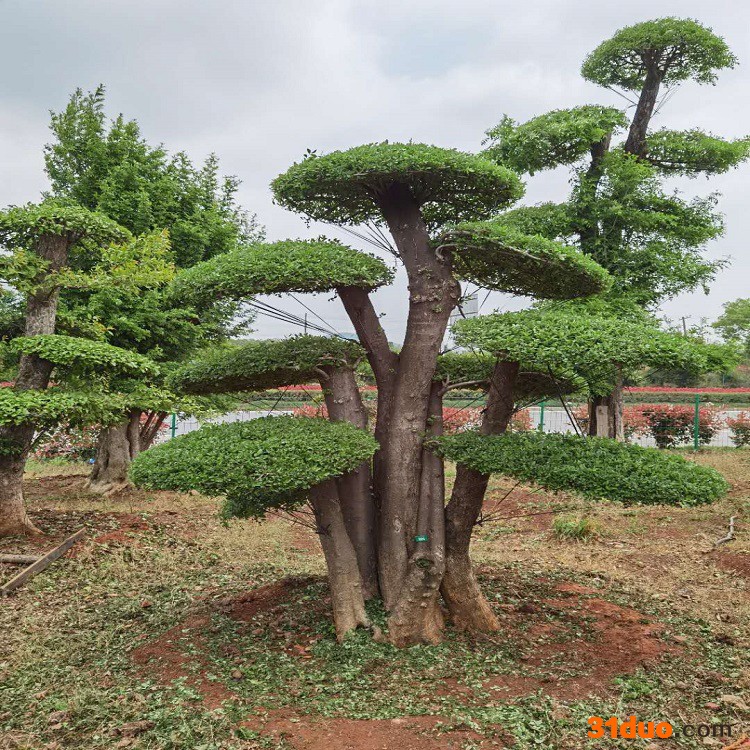 仁和艺林湖北对节白蜡树苗批发