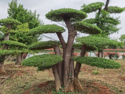 仁和艺林湖北对节白蜡树苗批发