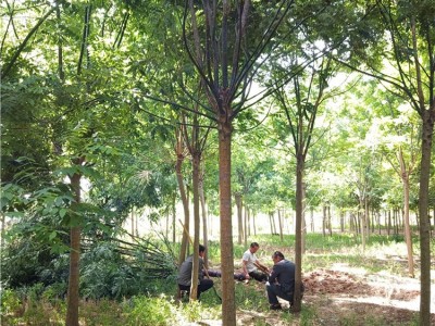 润发苗木国槐树苗50公分大国槐原生冠