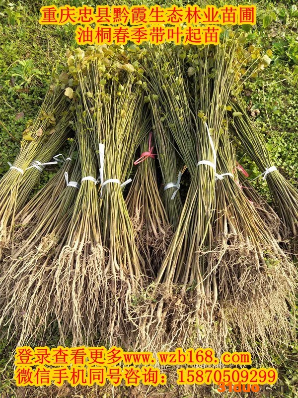 油桐树苗价格