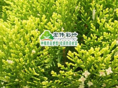 江西宏伟彩叶苗圃正宗黄金花柏 黄金柏 柏树彩色树苗绿化苗黄金花柏小苗黄金柏树苗