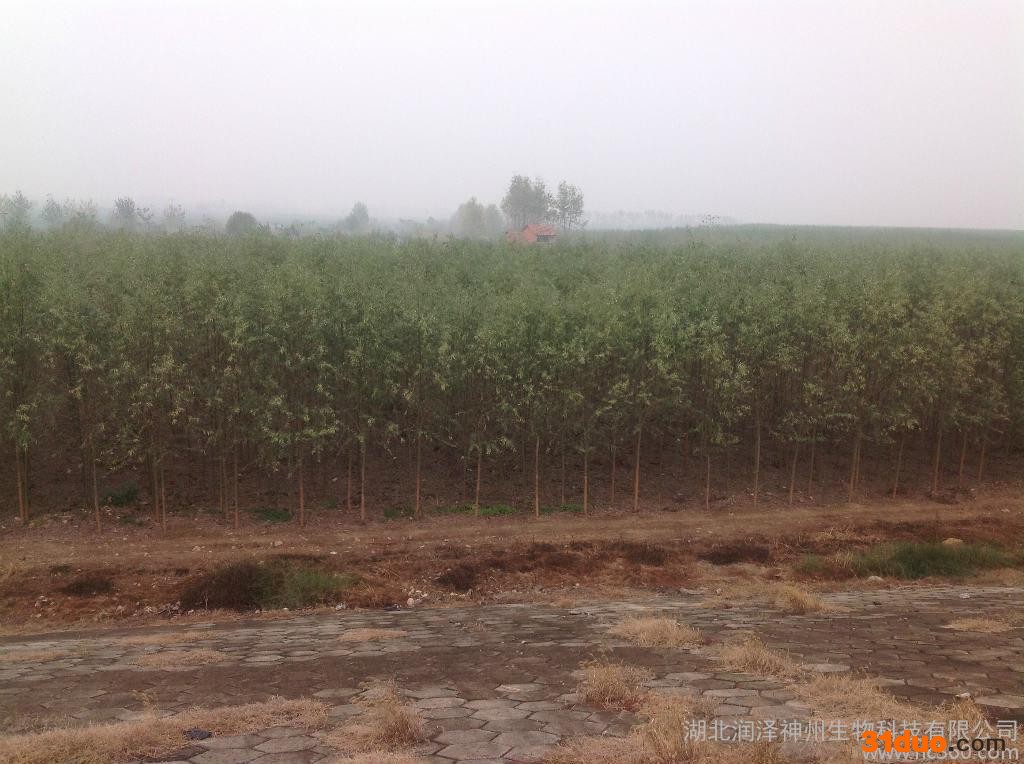 供应润泽竹柳工程苗竹柳树苗