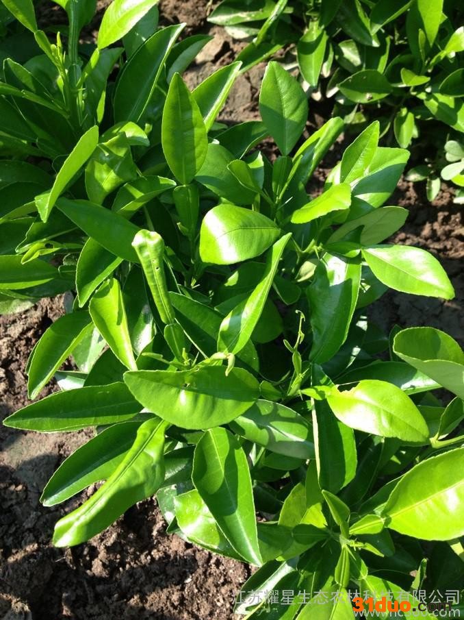 供应香橼小苗 香圆树苗 幼苗 绿化工程苗木 香泡树