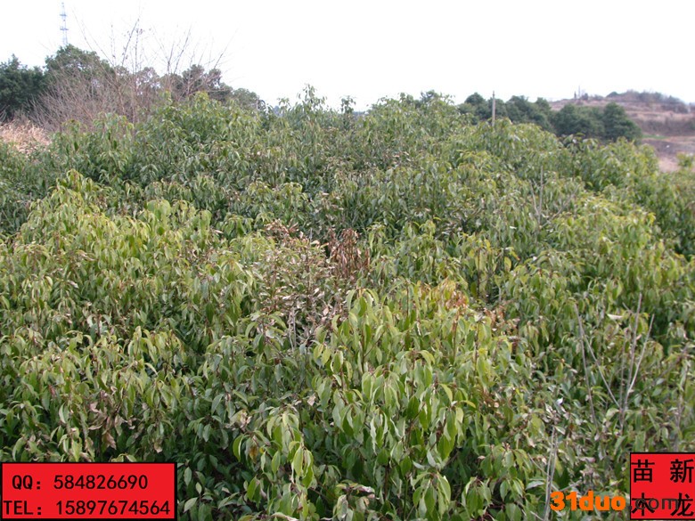 产地自产自销规格樟树苗