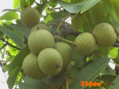 河洛农丰 核桃树苗