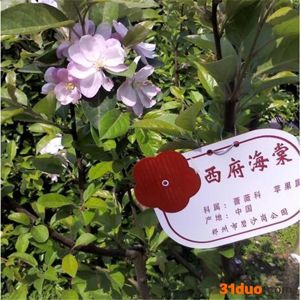 海棠苗 海棠树 海棠树苗 **海棠苗 泰安绿景园林 成活率高 欢迎选购