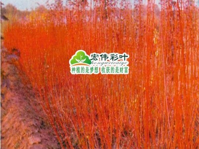江西宏伟彩叶苗圃出售供红杆直柳莫斯科彩虹柳 彩虹柳 红色柳 观赏柳树苗 彩叶柳树苗 其他种子、种苗