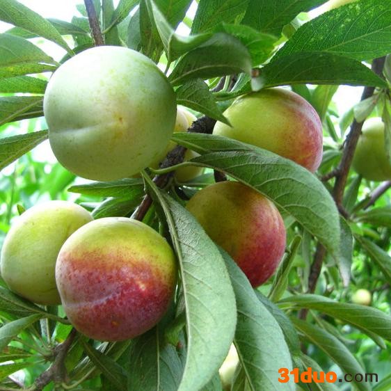 供应吉胜李子苗，内蒙李子苗，123苹果苗， 吉林果树苗