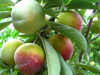 供应吉胜李子苗，内蒙李子苗，123苹果苗， 吉林果树苗