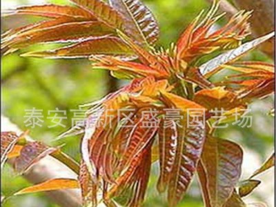 山东香椿苗 红油香椿苗 香椿树苗 香椿树苗基地