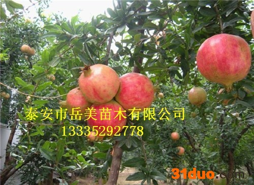 石榴树  0.8公分石榴小苗 1公分石榴树苗价格