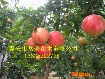 石榴树  0.8公分石榴小苗 1公分石榴树苗价格